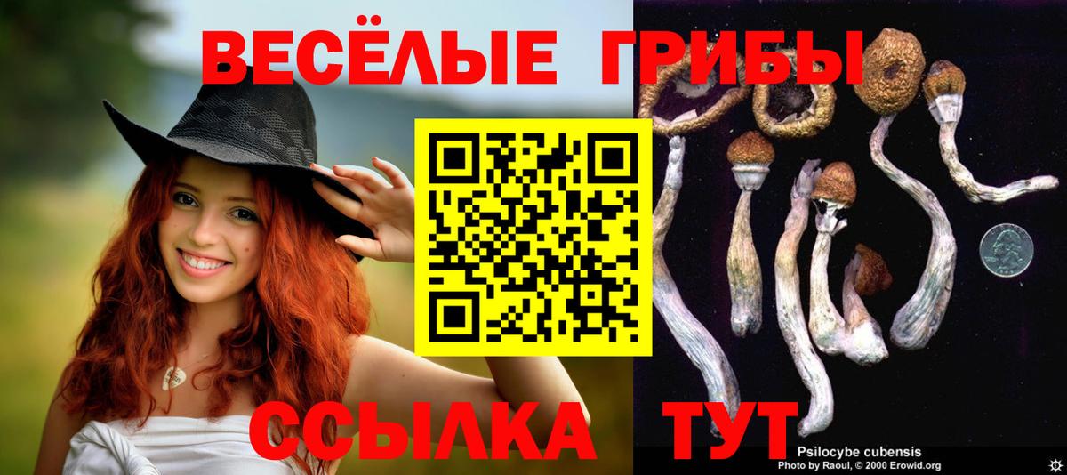 Галлюциногенные грибы Cubensis Строитель